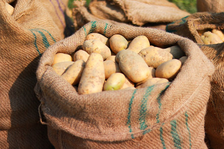 Potatoes in a sack on the ground in the vegetable garden.の写真素材
