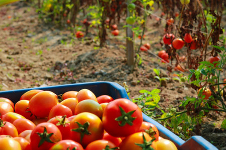 Harvesting tomatoes in the garden. Selective focus. nature.の写真素材