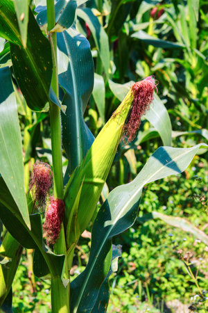 Close-up of corn growing on the field in the summertime.の写真素材