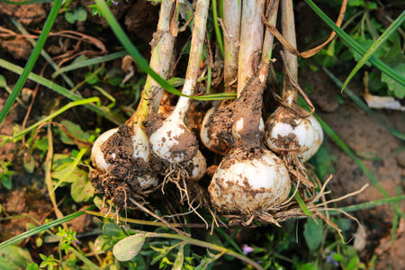 Bulbs of garlic in the garden, closeup of the photo.の写真素材