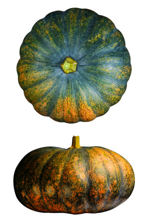 Pumpkin isolated on white background. Clipping path included.の写真素材