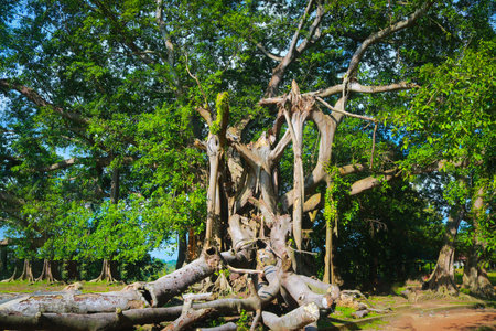 Old tree in the jungle, Sri Lanka. Old tree in the jungle.