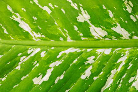 Close-up of green leaf texture background with copy space for text or image.