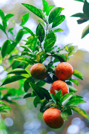Ripe tangerines on a tree in the garden. Selective focus.