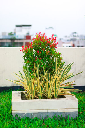 Flower pot in the garden with green grass background, Thailand.の写真素材