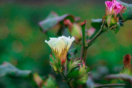 Cotton flower on a green background. Shallow depth of field.