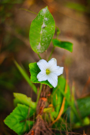 White flowers on the ground in the garden. Selective focus.