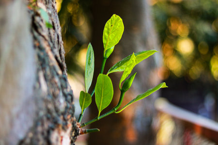 Green leaves on the tree in the garden. Selective focus.の写真素材