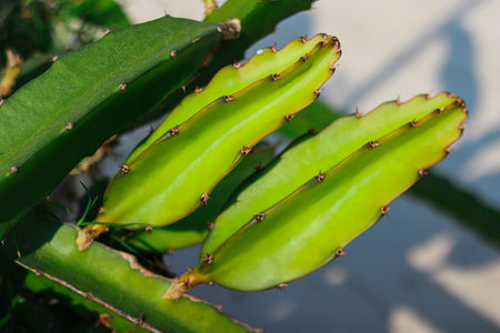 Green Dragon fruit tree in the botanical garden, closeup of photoの写真素材