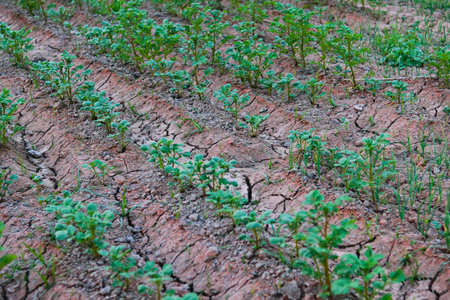 Potato field in the countryside of Thailand, ready for planting.の写真素材