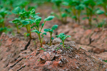Potato seedlings growing in the soil, close-up.の写真素材