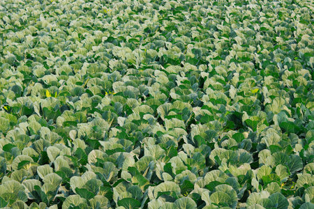 Cabbage field. Green cabbage plant. Cabbage field background.の写真素材