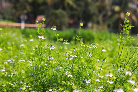 Field of black cumin seeds plants. Selective focus.