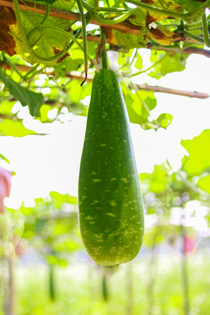 Bottle gourd in the vegetable garden, Bangladesh, Asia.の写真素材