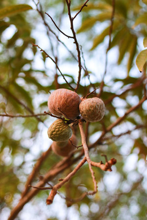 Annona fruits on the branches of a tree in the garden.