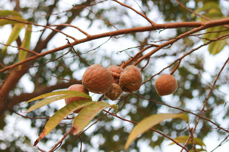 Annona fruits on the branches of a tree in the garden.