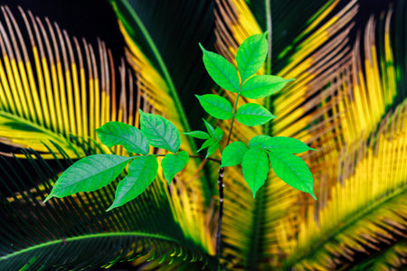 Green leaves of a palm tree on a black background. Tropical background.
