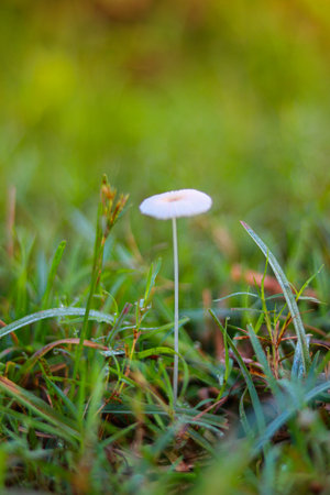 Mushroom growing in the green grass. Shallow depth of field.の写真素材