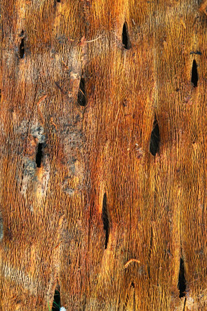 Old wood texture for background. Close-up image of old wood texture.