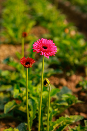 Pink Gerbera flower in the garden, Thailand. (Selective focus)