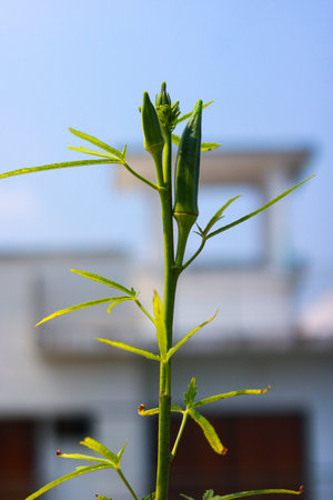 Fresh okra plant on blue sky background. (Lepidium esculenta)の写真素材