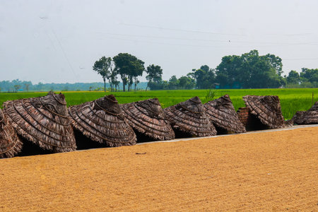 Paddy field in countryside of Chiangmai, Thailand.の写真素材