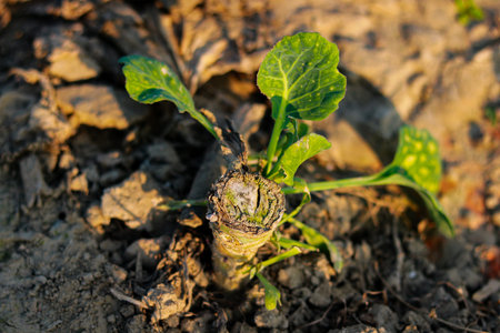 Young sprout of radish in the soil. Selective focus.の写真素材