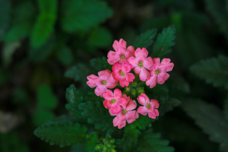 Pink flower in the garden, Thailand. (Verbena)の写真素材
