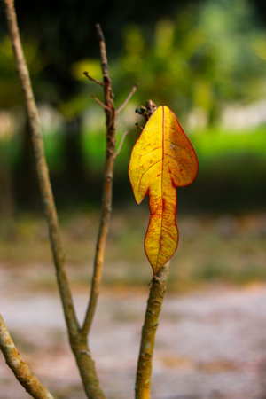 Single yellow leaf on a branch, autumn transition in nature with blurred background.の写真素材