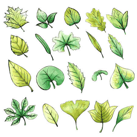 Watercolor Style Hand Drawn Vector Isolated Plant Leaves. Water Color Leaves Set. Green Leaf on White Background. Flora Tree Branches Fall Organic Botany Leaves.のイラスト素材