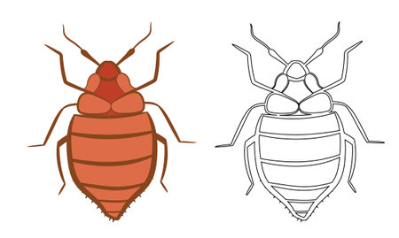 Bedbug or Cimex lectularius Vector Illustration Fill and Outline Isolated on White Background. Insects Bugs Worms Pest and Flies. Pest Control Business graphic elements.のイラスト素材