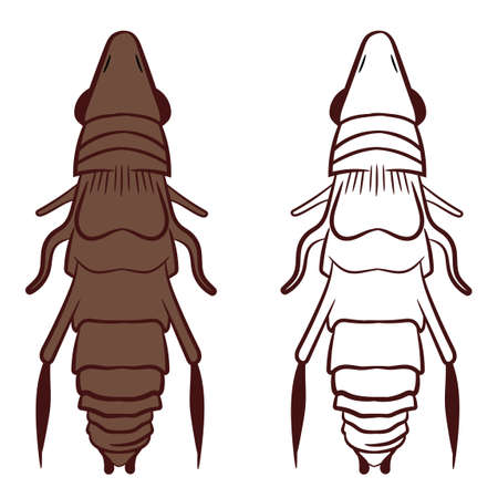 Flea or Siphonaptera Vector Illustration Fill and Outline Isolated on White Background. Insects Bugs Worms Pest and Flies.Entomology or Pest Control Business graphic elements.のイラスト素材