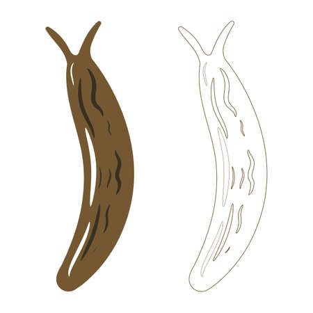 Realistic Top View of Land Slug. Isolated on White Background. Insects Bugs Worms Pest and Flies.のイラスト素材