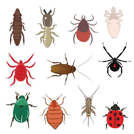 Big Set of Flea Lice Tick Termite Bedbug Cockroach Spider Ladybug Cricket Mite Beetle Vector Illustration Fill and Outline Isolated on White Backgroundのイラスト素材