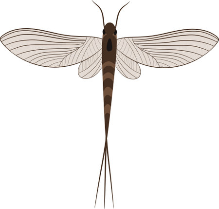 Realistic Illustration of Mayfly or shadfly or fishfly Insectのイラスト素材