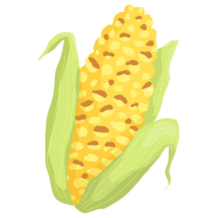 Indian Snack CornCob Vector Illustration.のイラスト素材