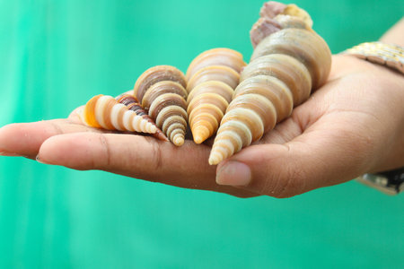 Shells in the hand of a woman on a green background.の写真素材