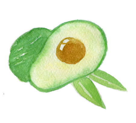 Hand drawns green and ripe avocado fruit in watercolor with a brown seed inside and two green leaves, food illustration isolated on white backgroundの写真素材