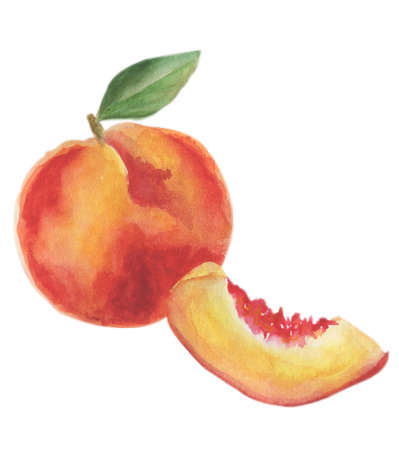 Peach hand drawn watercolor, on a white background.の写真素材