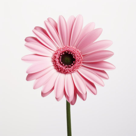Pink gerbera flower isolated on white background. Studio shot.の素材