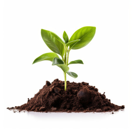 Green seedling growing from soil on white background. New life conceptの素材