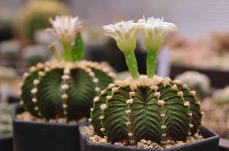 cactus succulentの写真素材