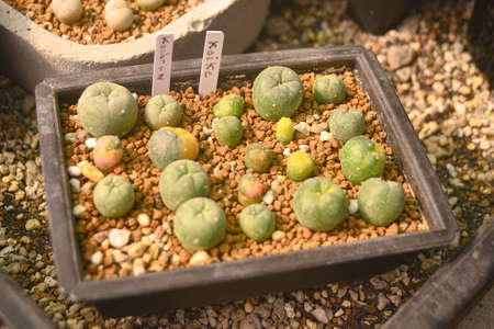 cactus succulent