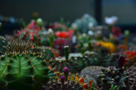 cactus  succulent