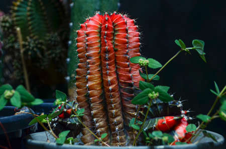cactus  succulent