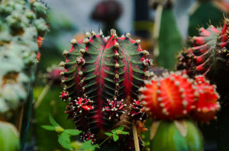 cactus  succulentの写真素材