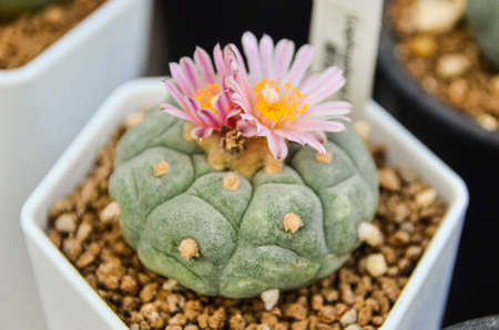 cactus  succulentの写真素材