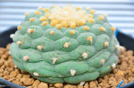 cactus  succulentの写真素材