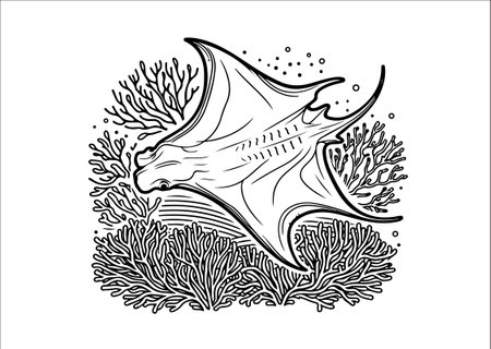 manta ray on a coral reef, vector illustration in black and whiteのイラスト素材