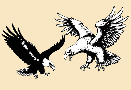Eagle in flight. Vector illustration in black and white colors.